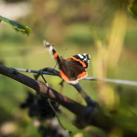 Beatilla Marmirolo